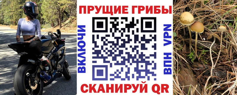 Купить  Западная Двина  Псилоцибиновые грибы MAGIC MUSHROOMS 